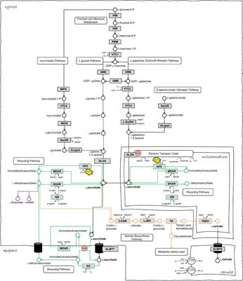 Biosynthesis and Cellular Functions of Tartaric Acid in Grapevines